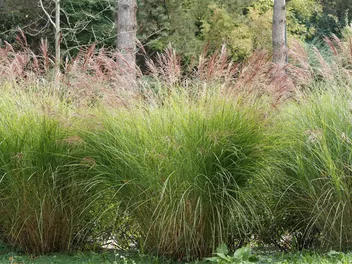 Ilustracja rośliny trzcinnik ostrokwiatowy 'avalanche'