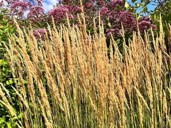 Trzcinnik ostrokwiatowy 'Avalanche' - zdjęcie 2