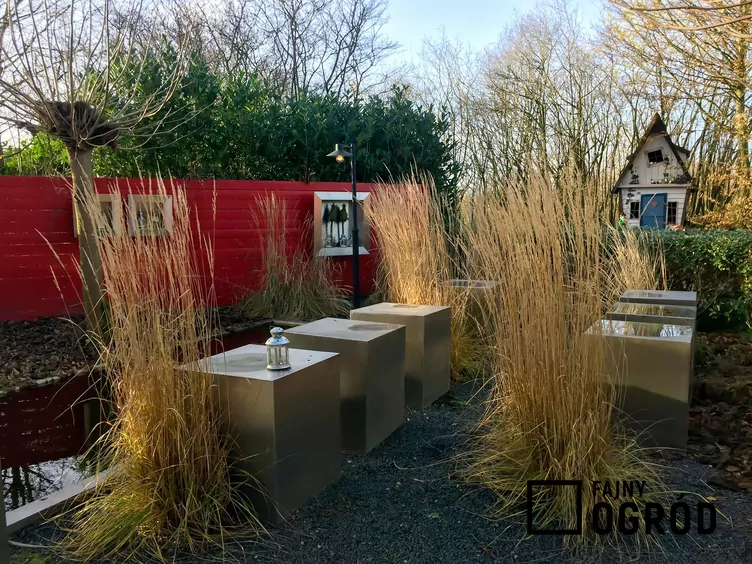 Trzcinnik ostrokwiatowy 'Avalanche'