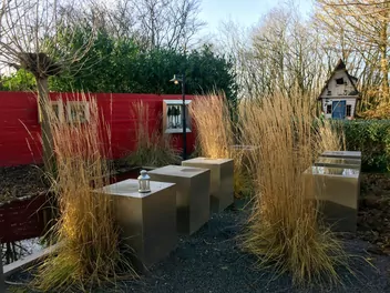 Trzcinnik ostrokwiatowy 'Avalanche' - zdjęcie 3