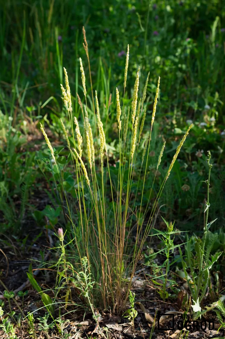 Trzcinnik ostrokwiatowy 'Avalanche'