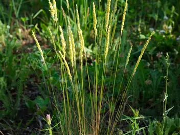 Trzcinnik ostrokwiatowy 'Avalanche' - zdjęcie 4