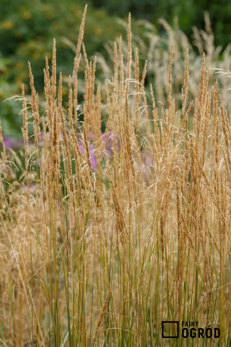 Trzcinnik ostrokwiatowy 'Avalanche' - zdjęcie 5
