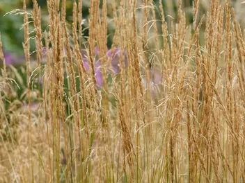 Trzcinnik ostrokwiatowy 'Avalanche' - zdjęcie 5
