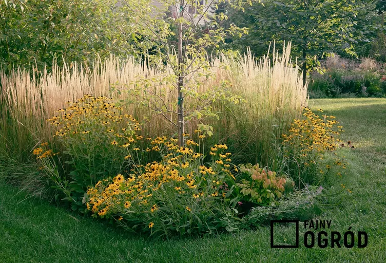 Trzcinnik ostrokwiatowy 'Waldenbuch'