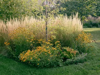 Ilustracja rośliny trzcinnik ostrokwiatowy 'waldenbuch'