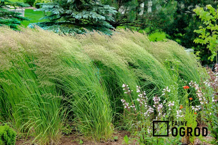 Trzcinnik waldenbuch