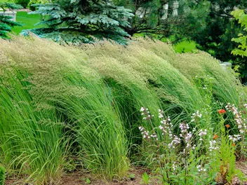 Trzcinnik ostrokwiatowy 'Waldenbuch' - zdjęcie 2