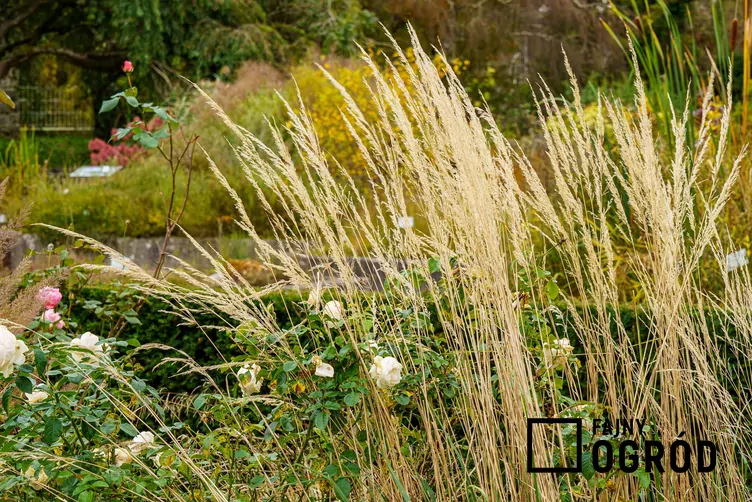 Trzcinnik ostrokwiatowy 'Waldenbuch'