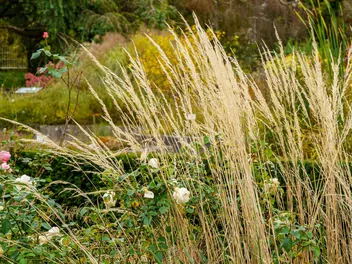 Trzcinnik ostrokwiatowy 'Waldenbuch' - zdjęcie 3