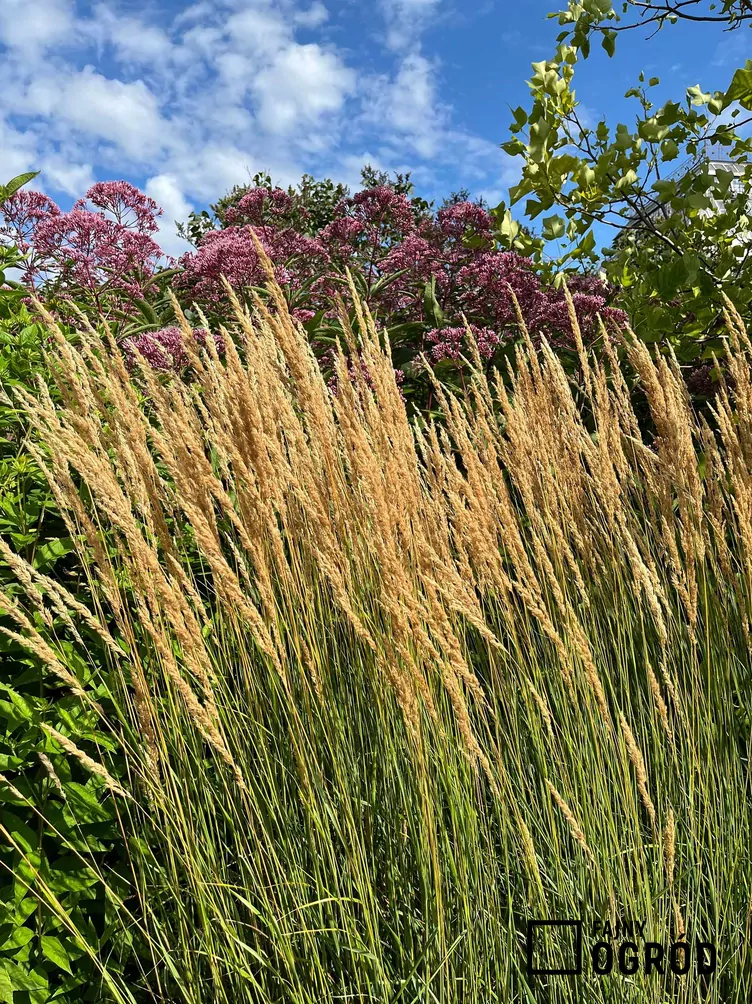 Trzcinnik ostrokwiatowy 'Waldenbuch'