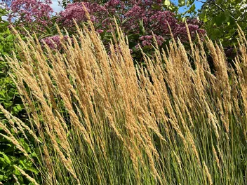 Trzcinnik ostrokwiatowy 'Waldenbuch' - zdjęcie 4