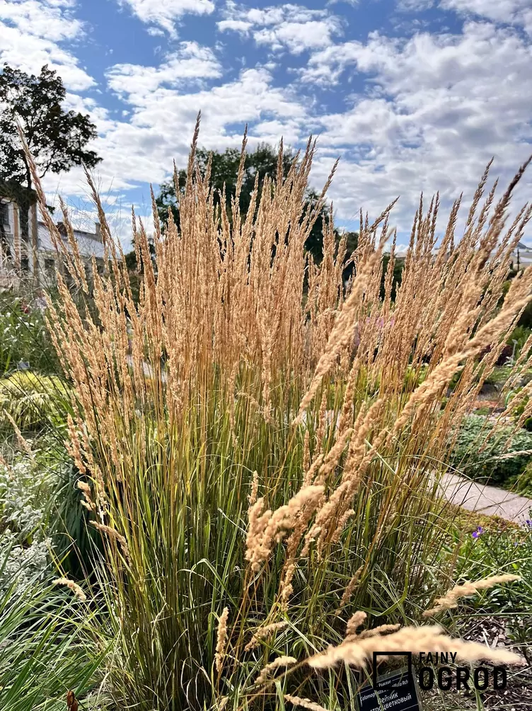 Trzcinnik ostrokwiatowy 'Waldenbuch' - zdjęcie 5