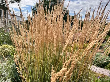 Trzcinnik ostrokwiatowy 'Waldenbuch' - zdjęcie 5