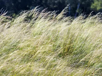 Ilustracja rośliny ostnica włosowata