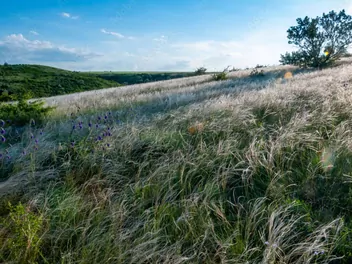 Ostnica włosowata - zdjęcie 2