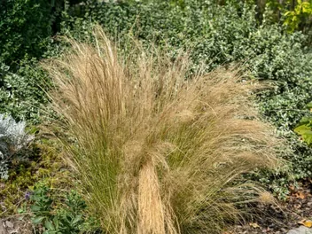 Ostnica włosowata - zdjęcie 3