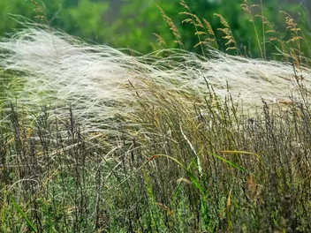 Ostnica włosowata - zdjęcie 4