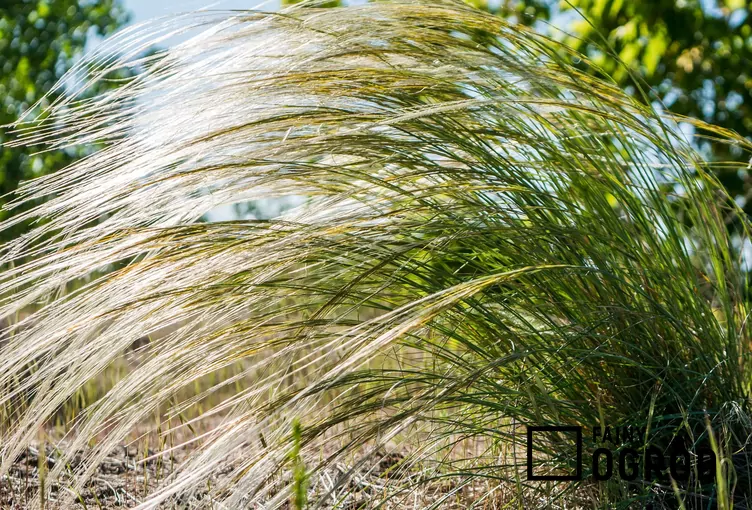 Ostnica włosowata - zdjęcie 5