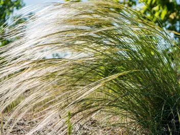 Ostnica włosowata - zdjęcie 5