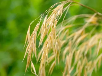 Ilustracja rośliny ostnica olbrzymia