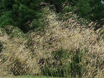 Ostnica olbrzymia - zdjęcie 2