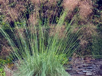 Ostnica olbrzymia - zdjęcie 3