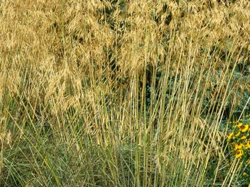 Ostnica olbrzymia - zdjęcie 4