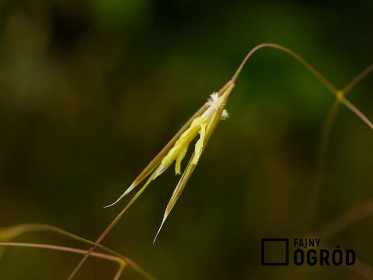 Ostnica olbrzymia - zdjęcie 5