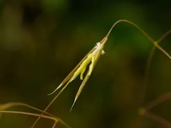 Ostnica olbrzymia - zdjęcie 5