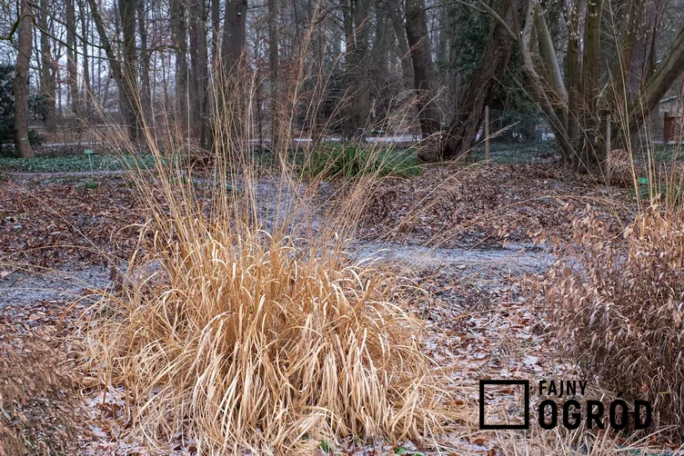 Trzęślica trzcinowata