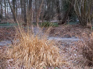 Ilustracja rośliny trzęślica trzcinowata
