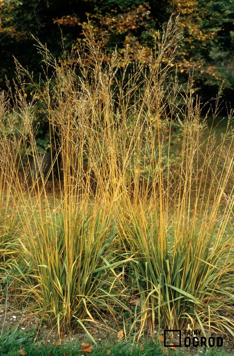 Trzęślica trzcinowata