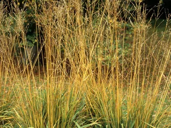 Trzęślica trzcinowata - zdjęcie 2