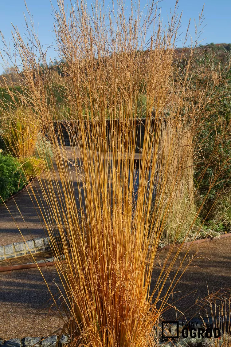 Trzęślica trzcinowata