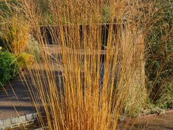 Trzęślica trzcinowata - zdjęcie 3