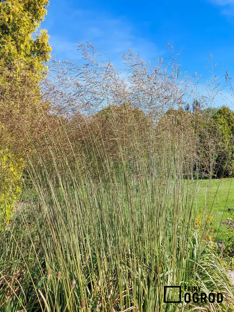 Trzęślica trzcinowata