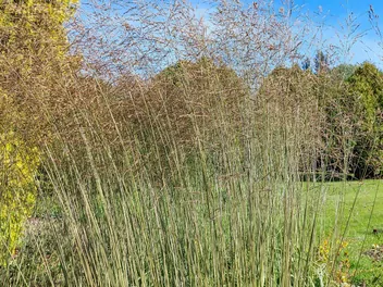 Trzęślica trzcinowata - zdjęcie 4