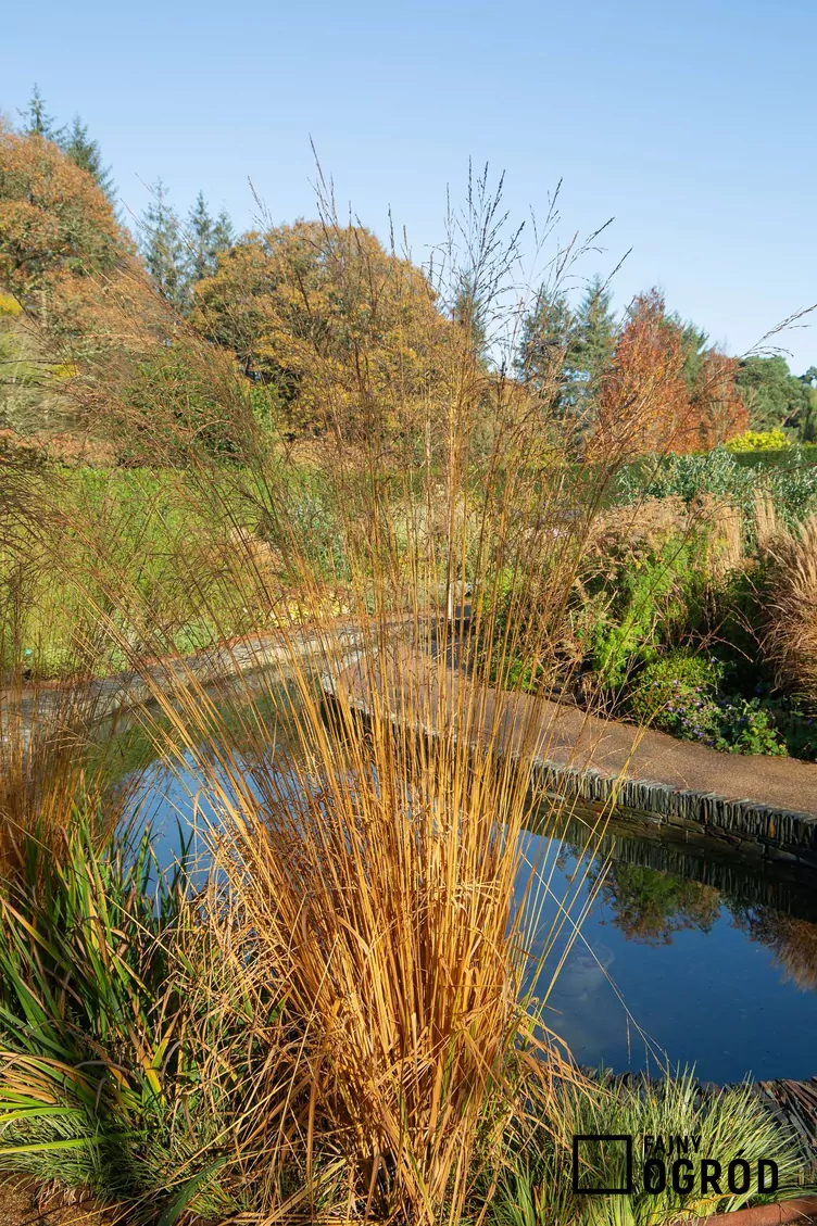 Trzęślica trzcinowata - zdjęcie 5