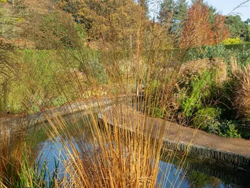 Trzęślica trzcinowata - zdjęcie 5