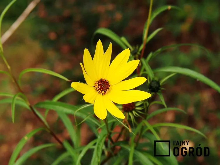 Słonecznik wierzbolistny