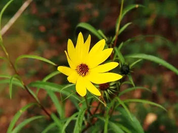 Ilustracja rośliny słonecznik wierzbolistny