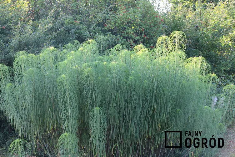 Słonecznik wierzbolistny