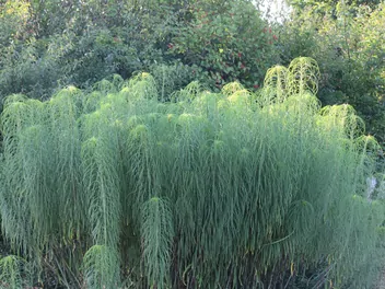 Słonecznik wierzbolistny - zdjęcie 2