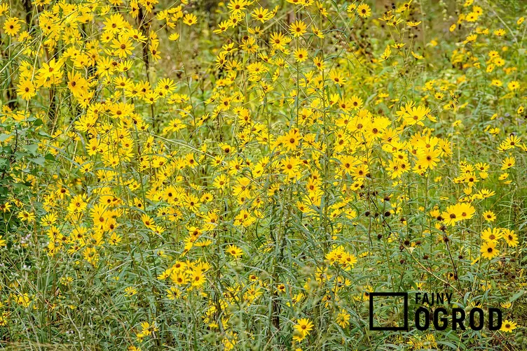 Słonecznik wierzbolistny