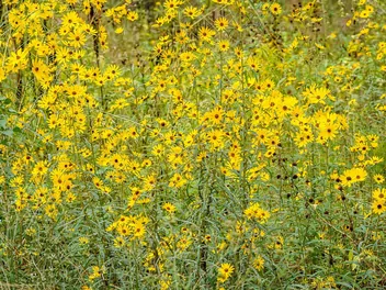 Słonecznik wierzbolistny - zdjęcie 3