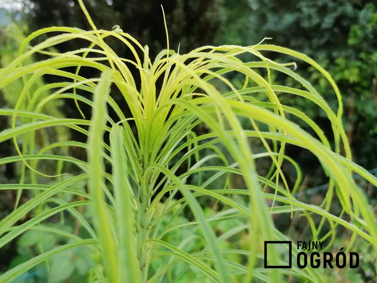 Słonecznik wierzbolistny