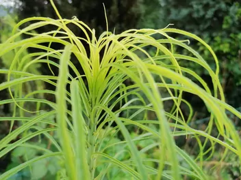 Słonecznik wierzbolistny - zdjęcie 4