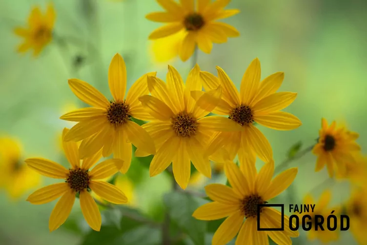 Słonecznik wierzbolistny - zdjęcie 5