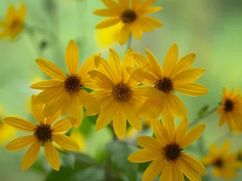 Słonecznik wierzbolistny - zdjęcie 5